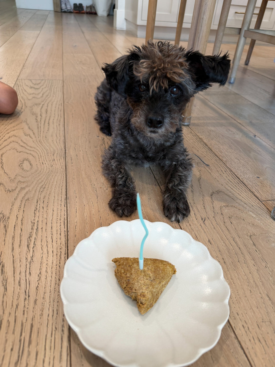 Puppy Scones