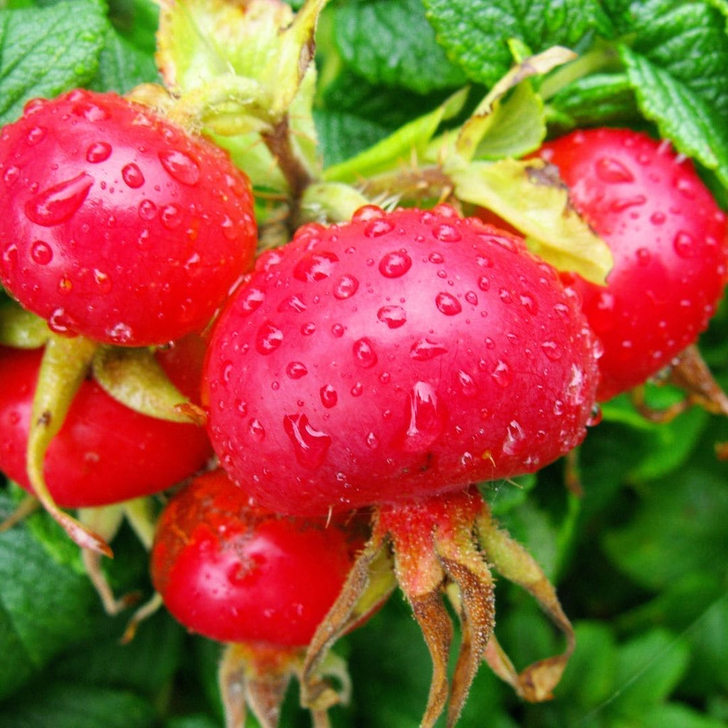 WOO™ Rosehip Oil, 100% Organic