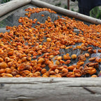 WOO™ Apricot Oil, 100% Organic