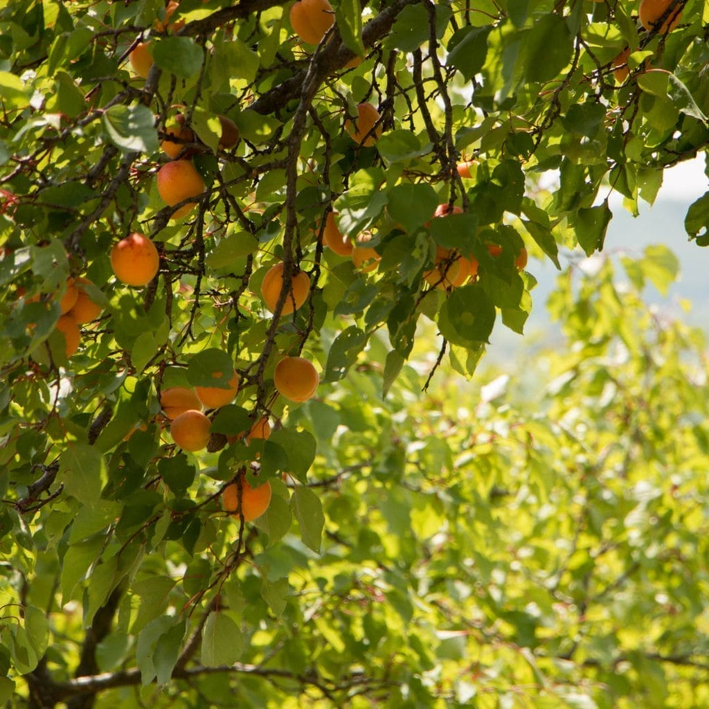 WOO™ Apricot Oil, 100% Organic
