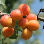 WOO™ Apricot Oil, 100% Organic