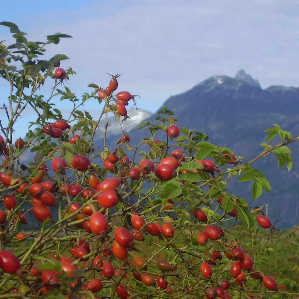 WOO™ Rosehip Oil, 100% Organic